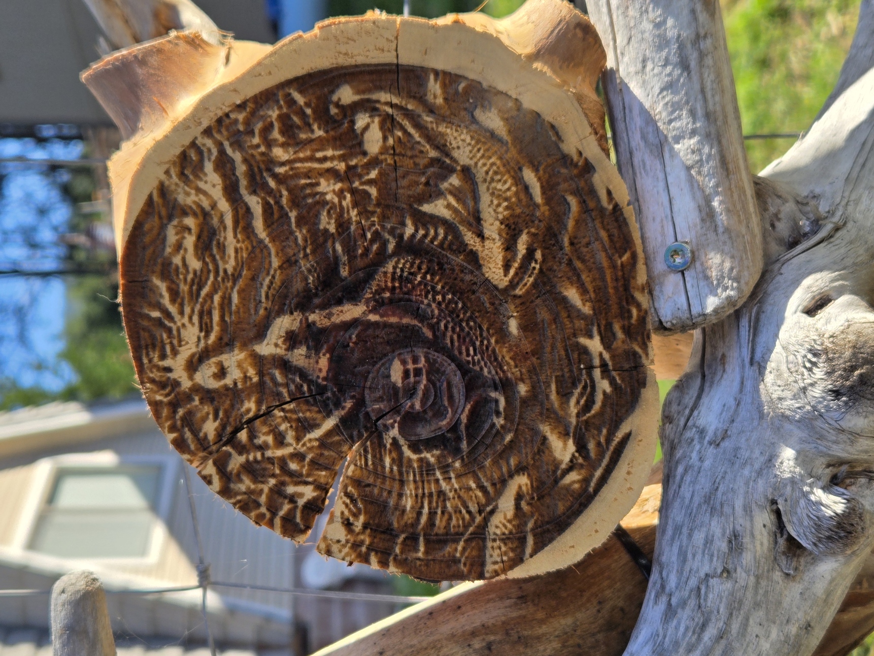 Round carved wood art on driftwood